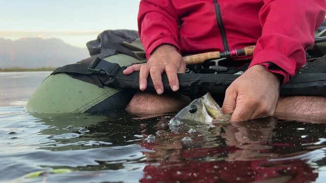 Fisherman on float tube displays largemouth bass fish to camera, CU