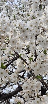 White blossomed tree branch
