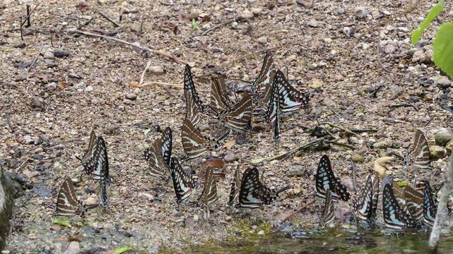 Great Jay butterfly, Graphium eurypylus acheron, eating mineral in tropical rain forest.
