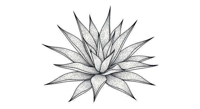 Agave Plant Drawing, Botanical Illustration, Succulent Sketch