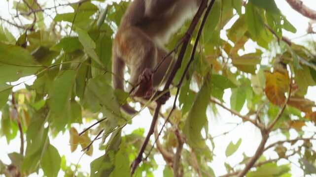 Young Monkey hanging on Thin Branch in Close Up Angle with Bright Leaves around creating Lively Natural Scene, Playful Jungle Concept