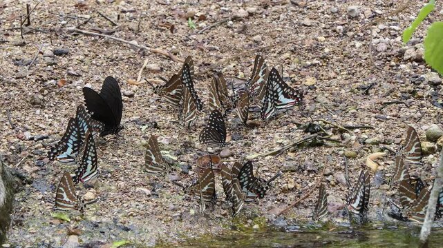 Great Jay butterfly, Graphium eurypylus acheron, eating mineral in tropical rain forest.