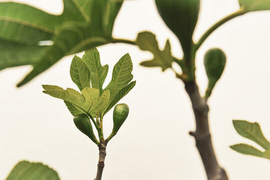 Jeune feuilles de figuier sur branches . Figues en pleine crissante .le printemps dans le sud .