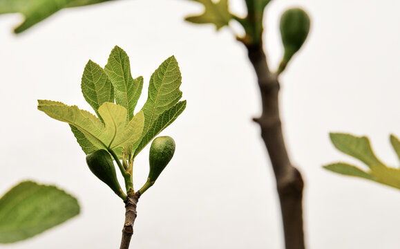 figuier , branche et feuilles jeunes figues au printems , fruits de l'&eacute;t&eacute; , jeunes pousses , croissance , nature