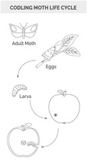 Fototapeta premium Codling moth life cycle outline infographic with eggs, larva and apple damage vector illustration