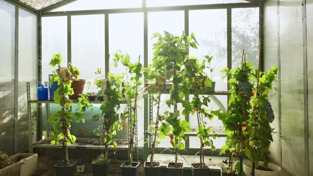 Potted leafy green plants and grapevines growing on shelves inside sunlit glass greenhouse or conservatory. Gardening tools and terra cotta pots sit on metal utility shelving. Sustainable lifestyle