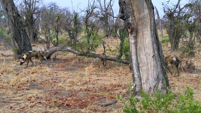 Pack of African wild dogs (Lycaon pictus) in Moremi Game Reserve, Botswana.