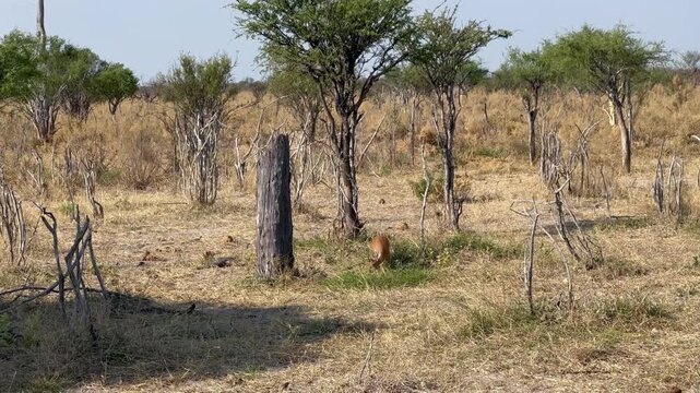 Steenbok (Raphicerus campestris) eating grass in Moremi Game Reserve, Botswana.