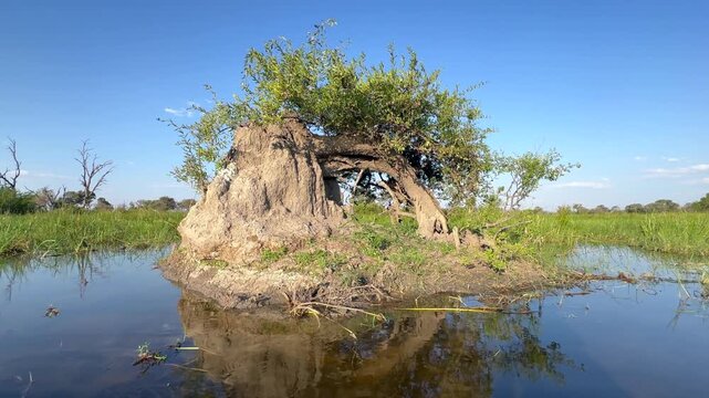 View of a termite nest in the Okavango Delta. Botswana.