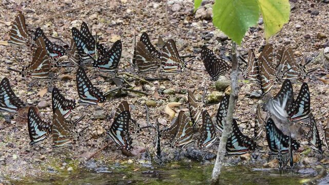 Great Jay butterfly, Graphium eurypylus acheron, eating mineral in tropical rain forest.