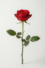 Fototapeta premium Single Vibrant Red Rose on White Background Isolated for Design or Floral Photography Use