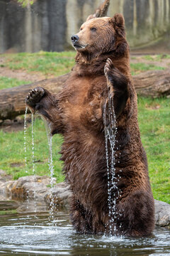 Stehender B&auml;r