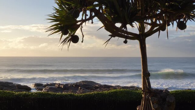 Serene coastal scene at sunrise featuring gentle ocean waves rolling onto a rocky shoreline, framed by a silhouetted pandanus palm with fruit.