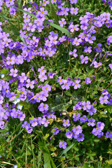 Obraz premium Dense cluster of vibrant purple rockcress flowers blooming among green leaves and grass in a spring garden - latin name - Aubrieta deltoidea