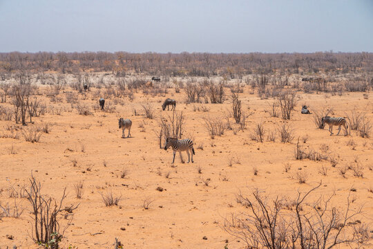 Etosha plain in Namibia