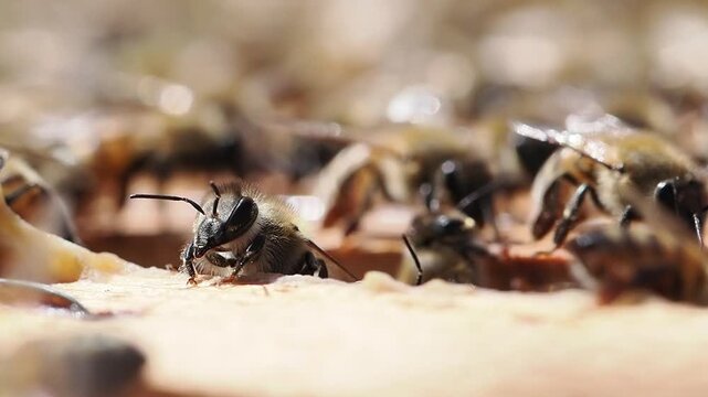 Slow motion close-up video inside a beehive, showing a honey bee&rsquo;s head in sharp detail. The bee appears to curiously observe its surroundings, revealing expressive antennae, compound eyes, and fine t