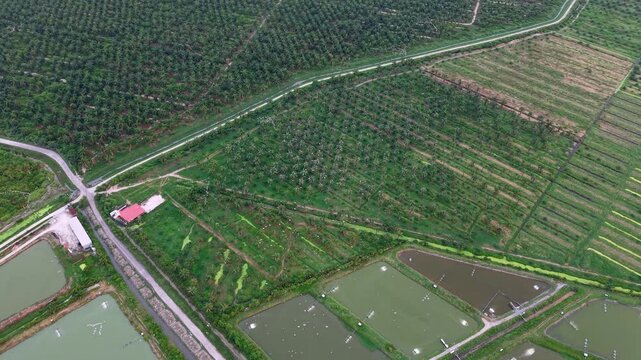 Drone footage showing aquaculture ponds beside palm plantations at Sungai Udang, Nibong Tebal.