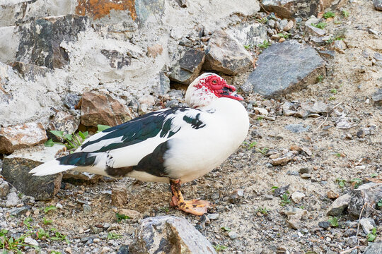 Muscovy duck with characteristic red caruncles standing on rocky ground