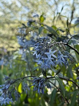 Delicate blue Amsonia flowers with dew drops in soft natural light, dreamy garden background