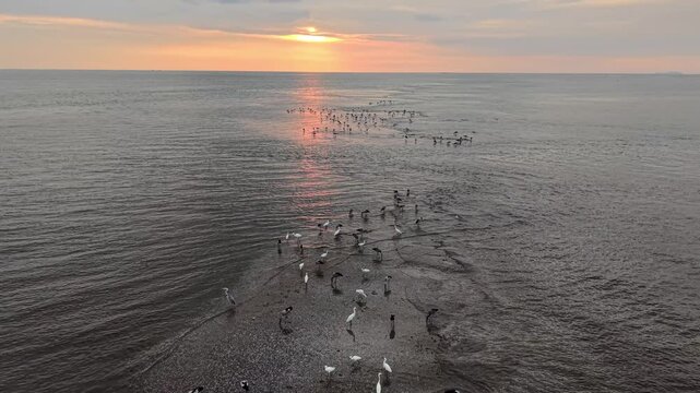 Drone footage shows Asian openbill storks foraging on a coastal mudflat at sunset.
