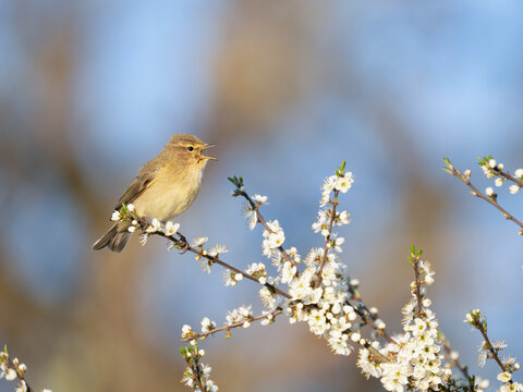 Zilpzalp, Phylloscopus collybita