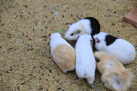 Cute long-haired guinea pigs eating lettuce together.