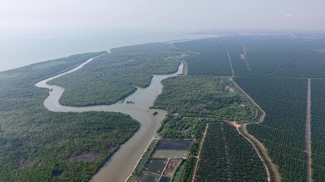 Aerial drone view of Kuala Gula mangrove forest and plantations