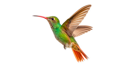 Colorful hummingbird flies near plants isolated on transparent background  © Hanna