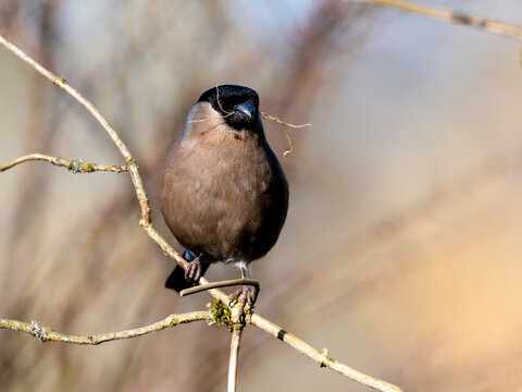 Gimpel, Dompfaff, Pyrrhula pyrrhula