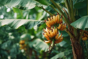 Obraz premium Bunch of ripe yellow bananas hanging on a banana tree in a tropical garden