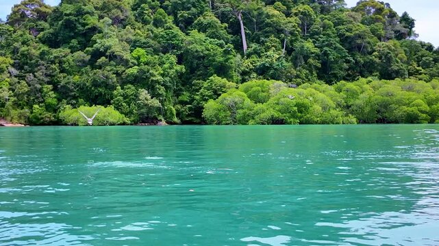 Eagle swooping to catch fish near Pulau Singa Besar in Langkawi, capturing powerful hunting behavior over tropical waters, ideal for wildlife, nature and travel themes.