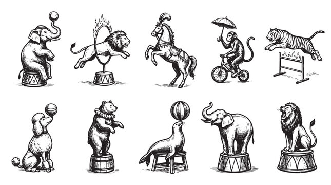 A collection of vintage circus animals performing various tricks, including elephants balancing balls, a lion jumping through a hoop, and a monkey riding a bicycle, rendered in a detailed engraving.