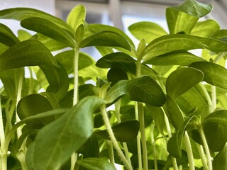 Fototapeta premium Urban garden basking in morning light with vibrant foliage