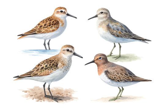 set of Watercolor Sandpiper Bird, Coastal Bird Clipart vector illustration isolated on white background