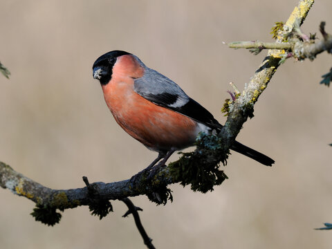 Gimpel, Dompfaff, Eurasian bullfinch, Pyrrhula pyrrhula