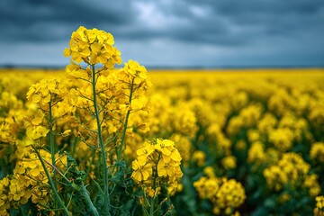 Obraz premium Vibrant yellow rapeseed flowers blooming in a vast field under stormy sky