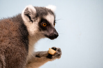 Fototapeta premium Ring Tailed Lemur Eating Close Up