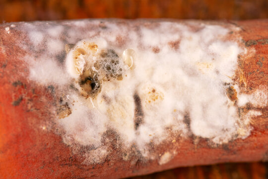 White mold resembles cotton pillow on the surface of food products. Mold has developed on the carrots. Ultramacro