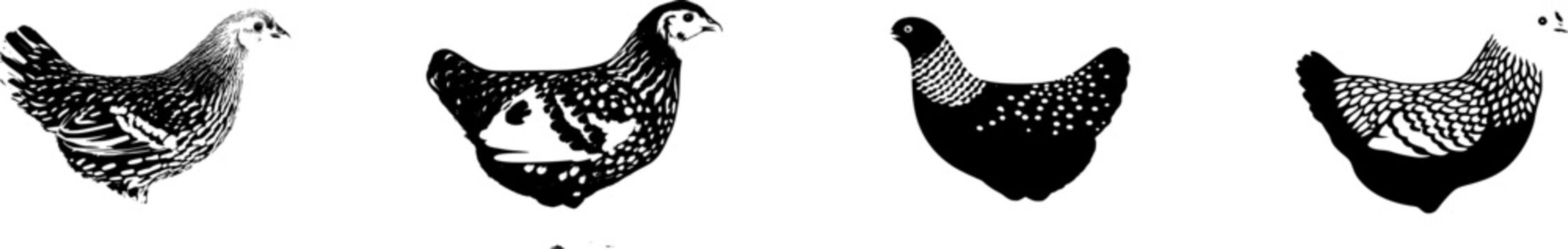 A stunning Sebright chicken stands gracefully against a pristine white backdrop, its golden feathers adorned with intricate black lacing edges that captivate the viewers eye