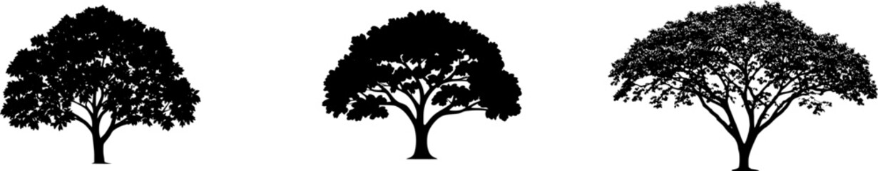Fototapeta premium A solitary Black Walnut tree stands isolated on a pure white background, its dark bark heavily ridged and large compound green leaves cascading in a lush, photorealistic display captured with bright