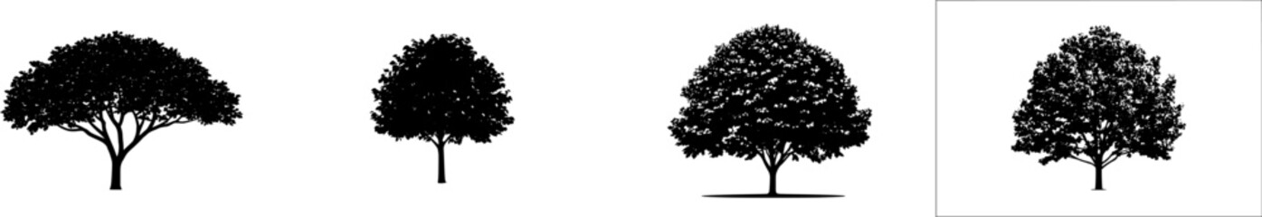Fototapeta premium A solitary Hazelnut tree stands isolated on a pure white background, its multi-stemmed growth habit adorned with rounded, slightly fuzzy leaves and nuts enclosed in leafy protective husks, captured