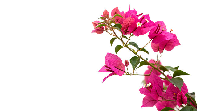 bougainvillea magenta vibrant blossoms isolated on transparent background cut out