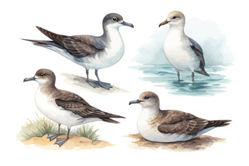 Fototapeta premium set of Watercolor Shearwater Bird Illustration, Seabird Art, isolated on white background
