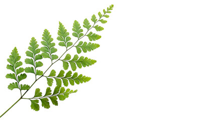 Bright green fern leaf isolated on transparent background cut out © AAAstock2025