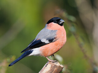 Fototapeta premium Gimpel, Dompfaff, Eurasian bullfinch, Pyrrhula pyrrhula