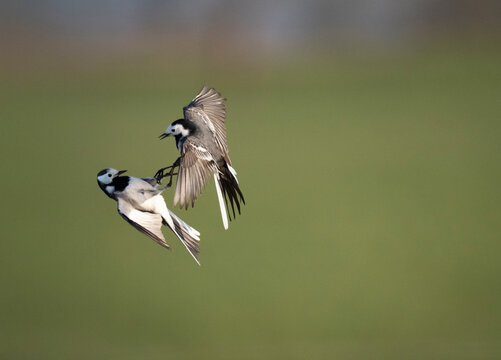 Bachstelze, Motacilla alba