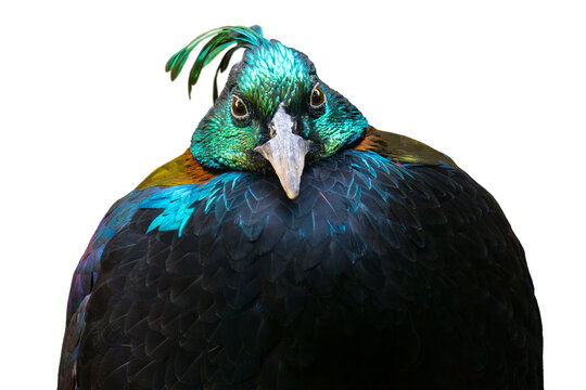 portrait Himalayan or Impeyan monal (Lophophorus impejanus) isolated on white background