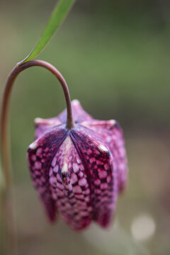 Close up of a purple wild flower with a chequered pattern