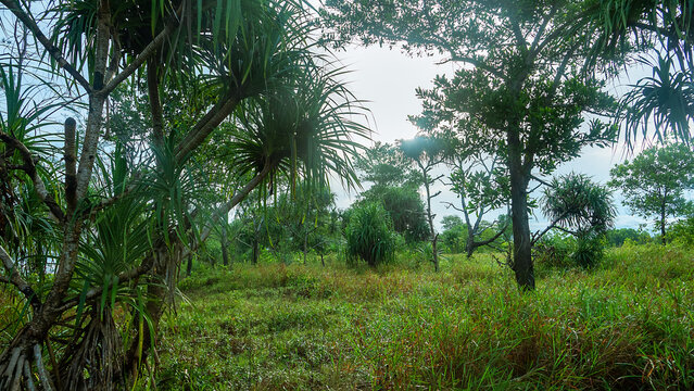 Coastal rainforests. Pandanus grove on a sandbar on the island of Borneo. South China Sea