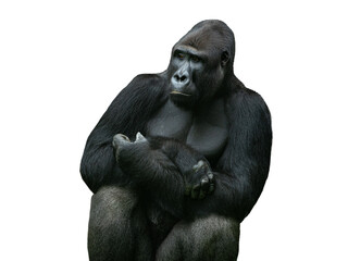Fototapeta premium Powerful silverback gorilla sitting thoughtfully on white background.